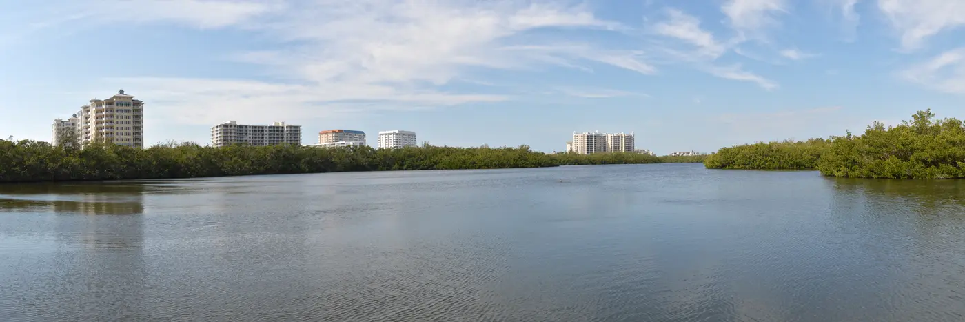 Mangrove shoreline at Ted Sperling Park on the south end of Lido Key